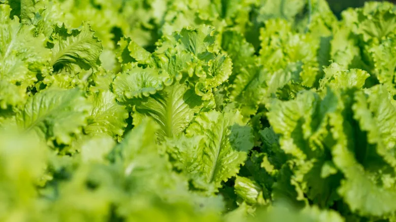 romaine lettuce crops