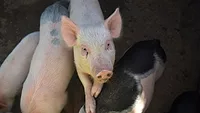 swine on farm