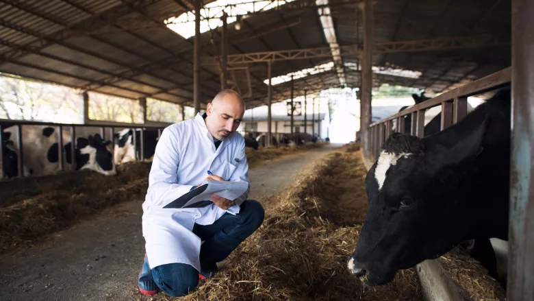 veterinarian checking clipboard on cow farm