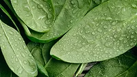wet spinach leaves wet spinach leaves
