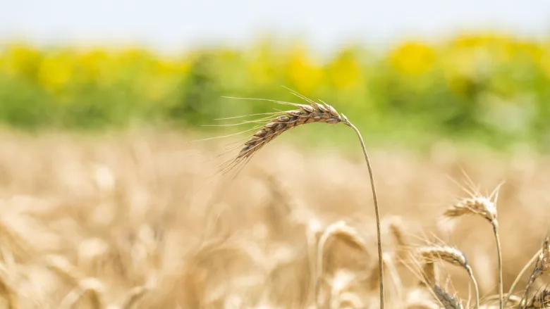 wheat in the field