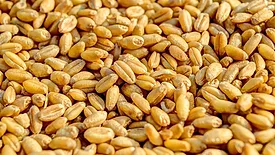 wheat kernels