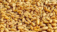 wheat kernels.png wheat kernels