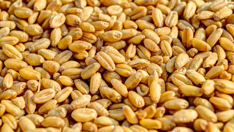 wheat kernels