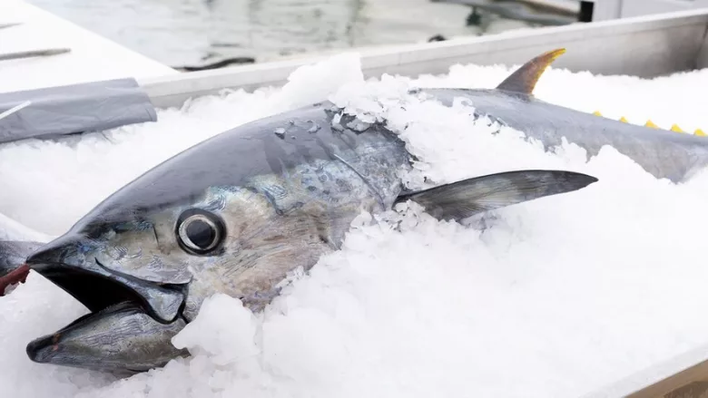 whole tuna on ice