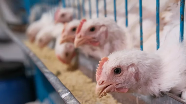 young broilers eating feed in cage commercial farm
