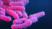 3D illustration of shigella