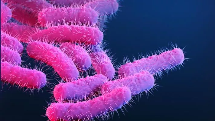 3D illustration of shigella