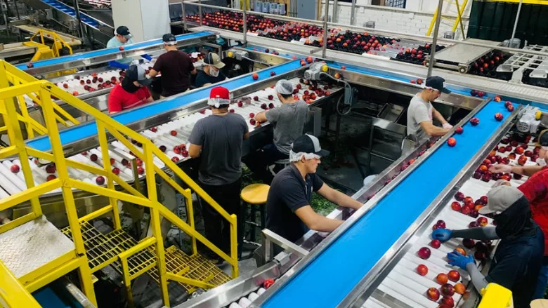 overhead shot of people working at conveyor belts carrying whole fresh apples in production facility