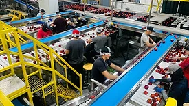 overhead shot of people working at conveyor belts carrying whole fresh apples in production facility