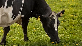 black and white cow grazing