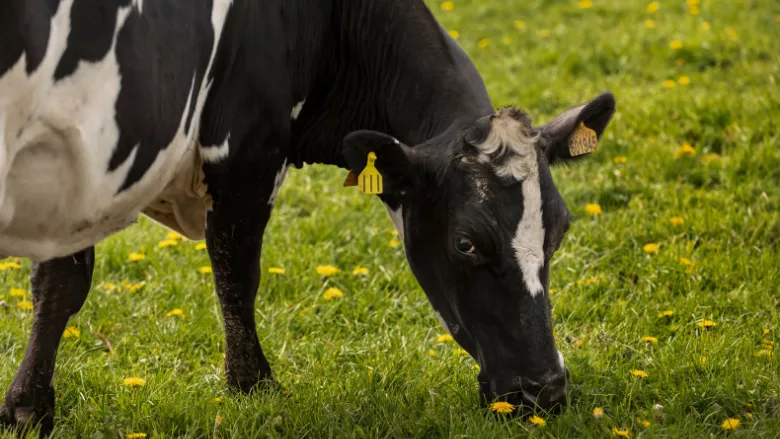 black and white cow grazing