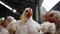 broiler chickens on farm 