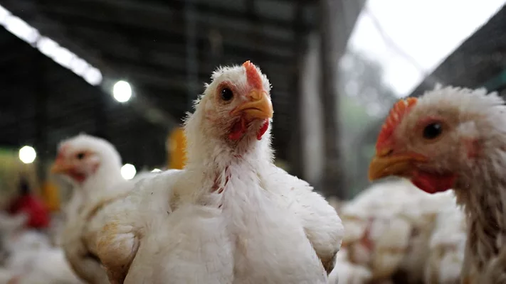 broiler chickens on farm_DAVE GARCIA via Pexels.png broiler chickens on farm