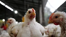 broiler chickens on farm_DAVE GARCIA via Pexels.png broiler chickens on farm