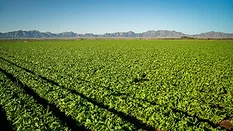 a lettuce field in california with mountains in background