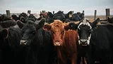 black and brown cattle outdoors in a feedlot looking at the camera