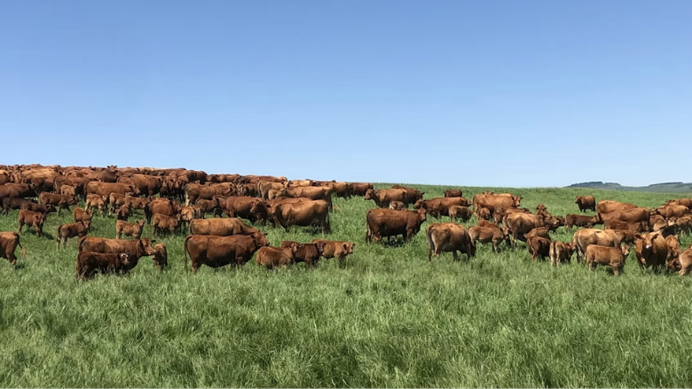 Cattlemen's Associations Oppose Trump's Push to Allow On-Farm Meat Processing: ‘Food Safety is NOT Red Tape'