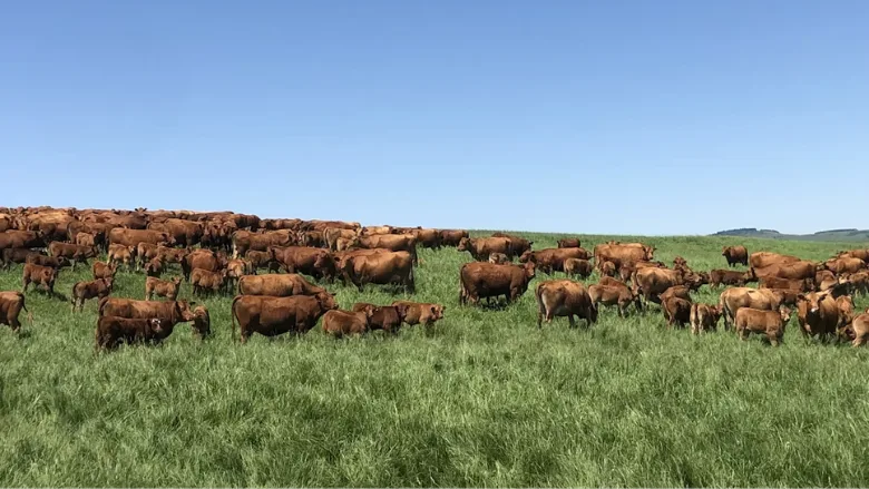Cattle ranch