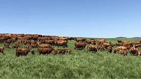 Cattle ranch