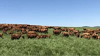 cattle ranch_artsyant via Unsplash.png Cattle ranch