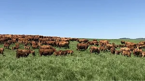 cattle ranch_artsyant via Unsplash.png Cattle ranch