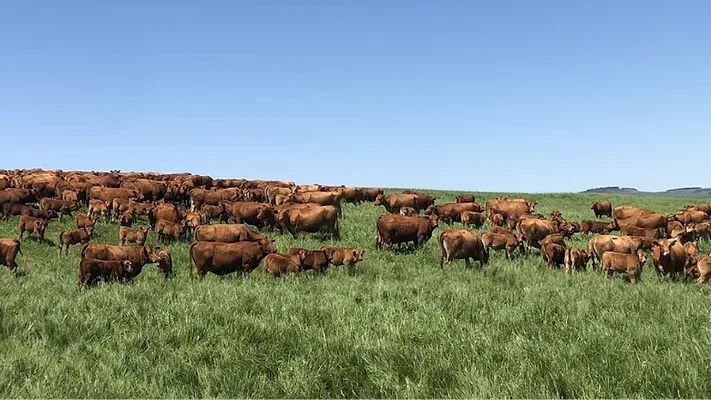 Cattle ranch