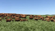 Cattle ranch
