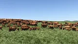cattle ranch_artsyant via Unsplash.png Cattle ranch