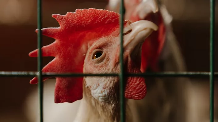 chicken behind wire looking at camera