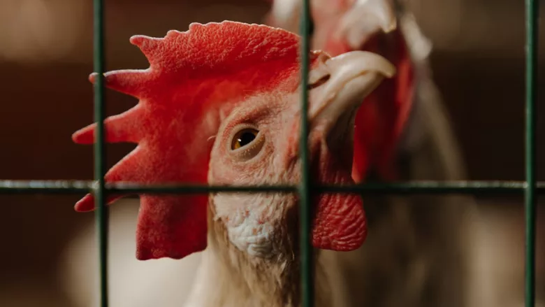 chicken behind wire looking at camera