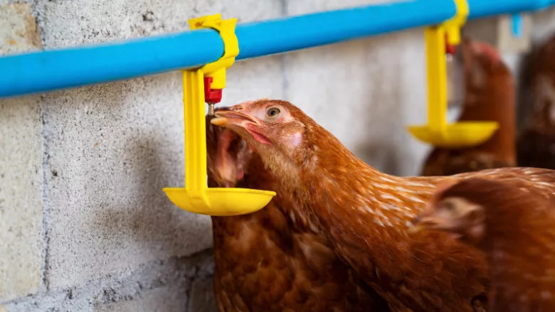 chickens drinking water on a farm
