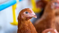 close-focus shot of chicken in feeding area on farm_tawatchai07 via Freepik.png chicken on a farm