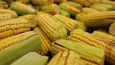 corn, a GMO ingredient