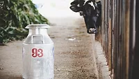 cow in a milking stall looking at camera with milking jug in foreground