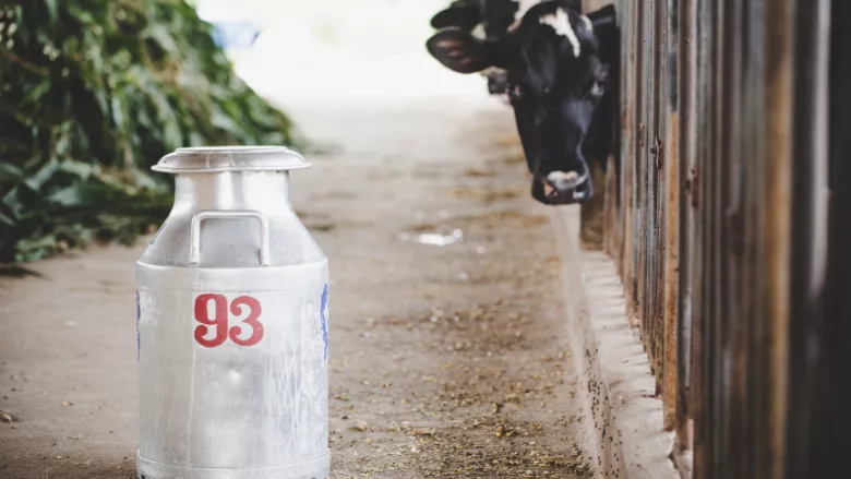 cow in a milking stall looking at camera with milking jug in foreground
