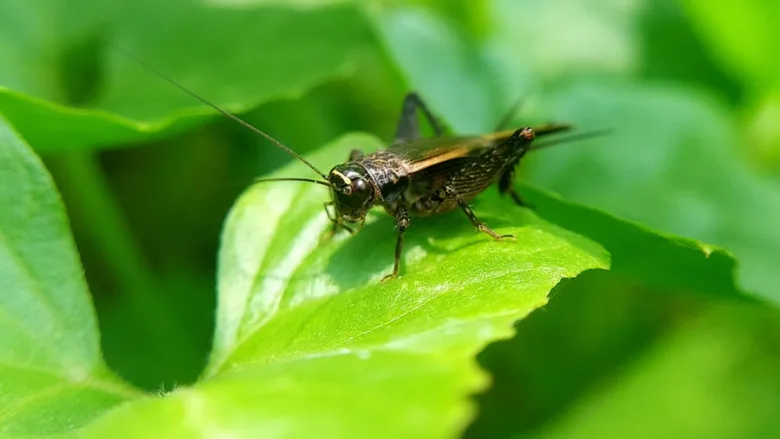 cricket on a leaf