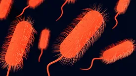 e. coli