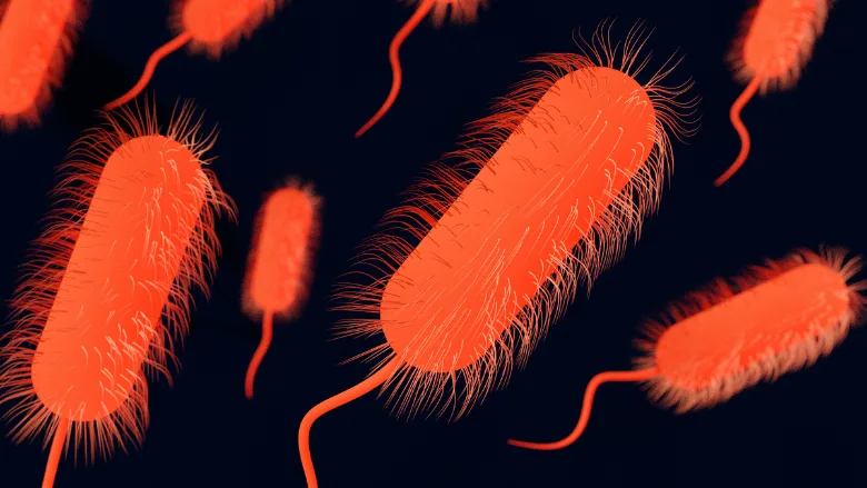 e. coli