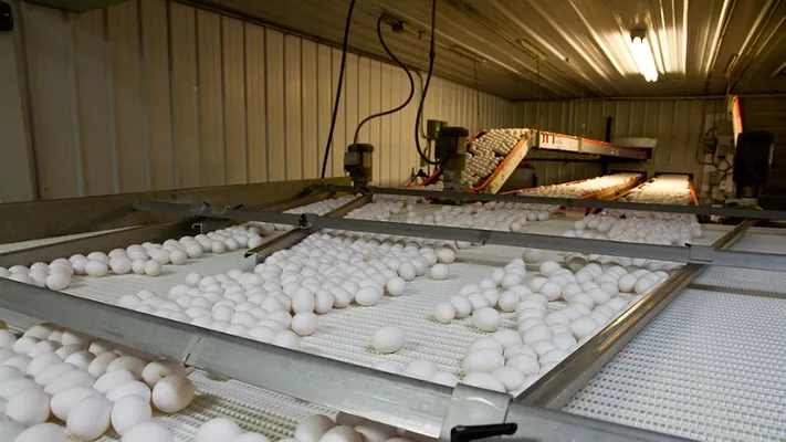 eggs on conveyor in processing facility