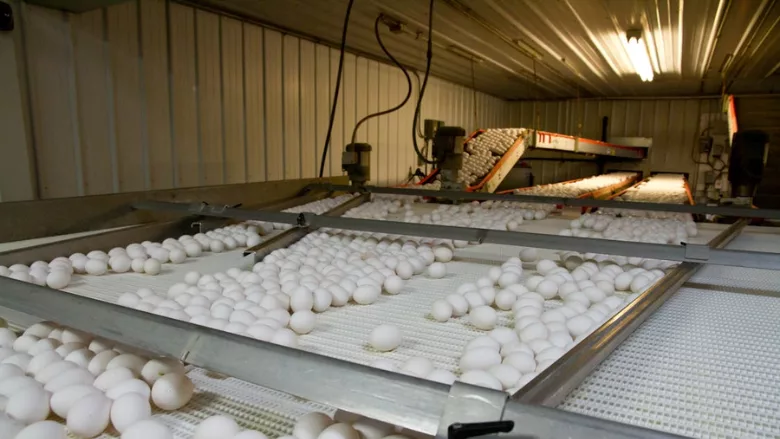 eggs on conveyor in processing facility