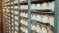 eggs on industrial rack system