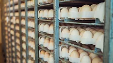 eggs on industrial rack system