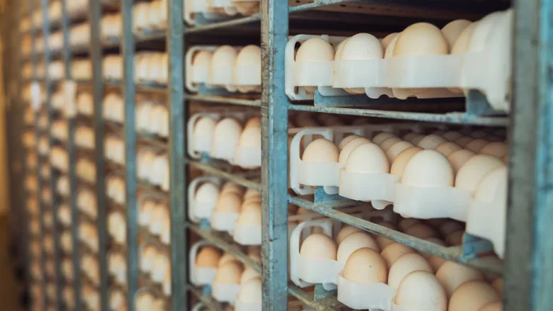 eggs on industrial rack system