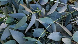 eucalyptus plant leaves