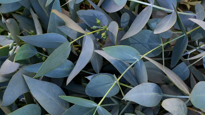 eucalyptus plant leaves