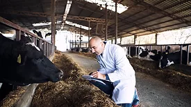farm vet and cow