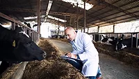 farm vet looking at cow_aleksandarlittlewolf via Freepik.png farm vet and cow