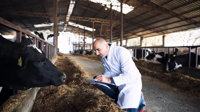 farm vet and cow