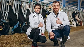 two farm vets in white coats squatting on ground in front of cows in a pen smiling at the camera with thumbs up